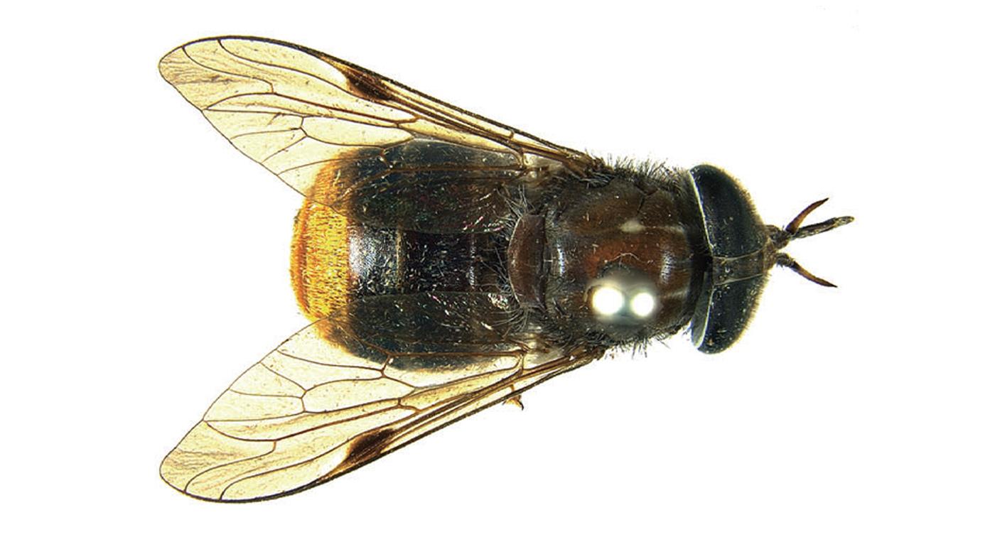 A horse fly species found in northern Australia named Scaptia (Plinthina) beyoncea due to its golden lower abdomen in honor of Beyonce.