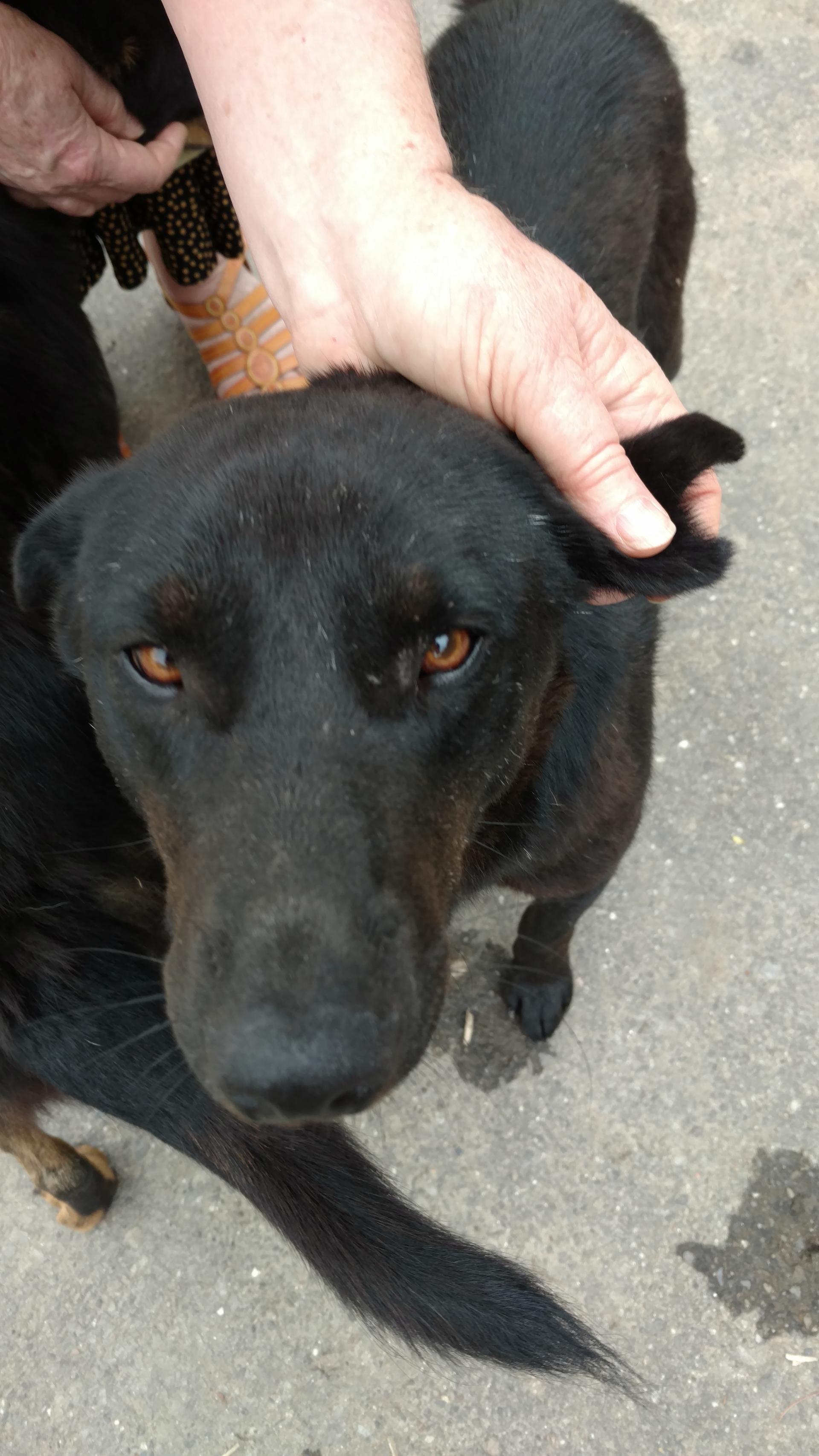 A stray dog in Paro, Bhutan, with the trademark triangle-shaped notch in his ear, the sign that he's been neutered.