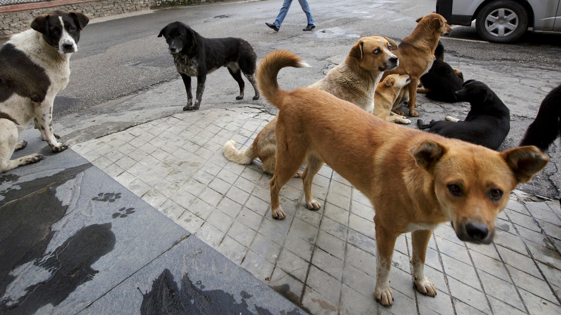 Street dogs lounge around in Bhutan's capital Thimpu as people walk by. As shown by the dog in the front, when dogs are vaccinated and sterilized, their ears are notched to mark them as treated.