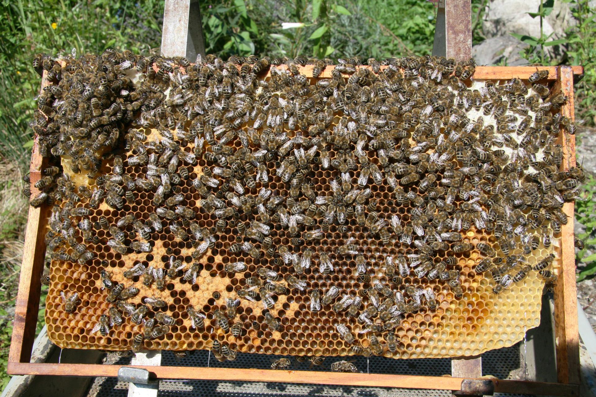Honeybee colony