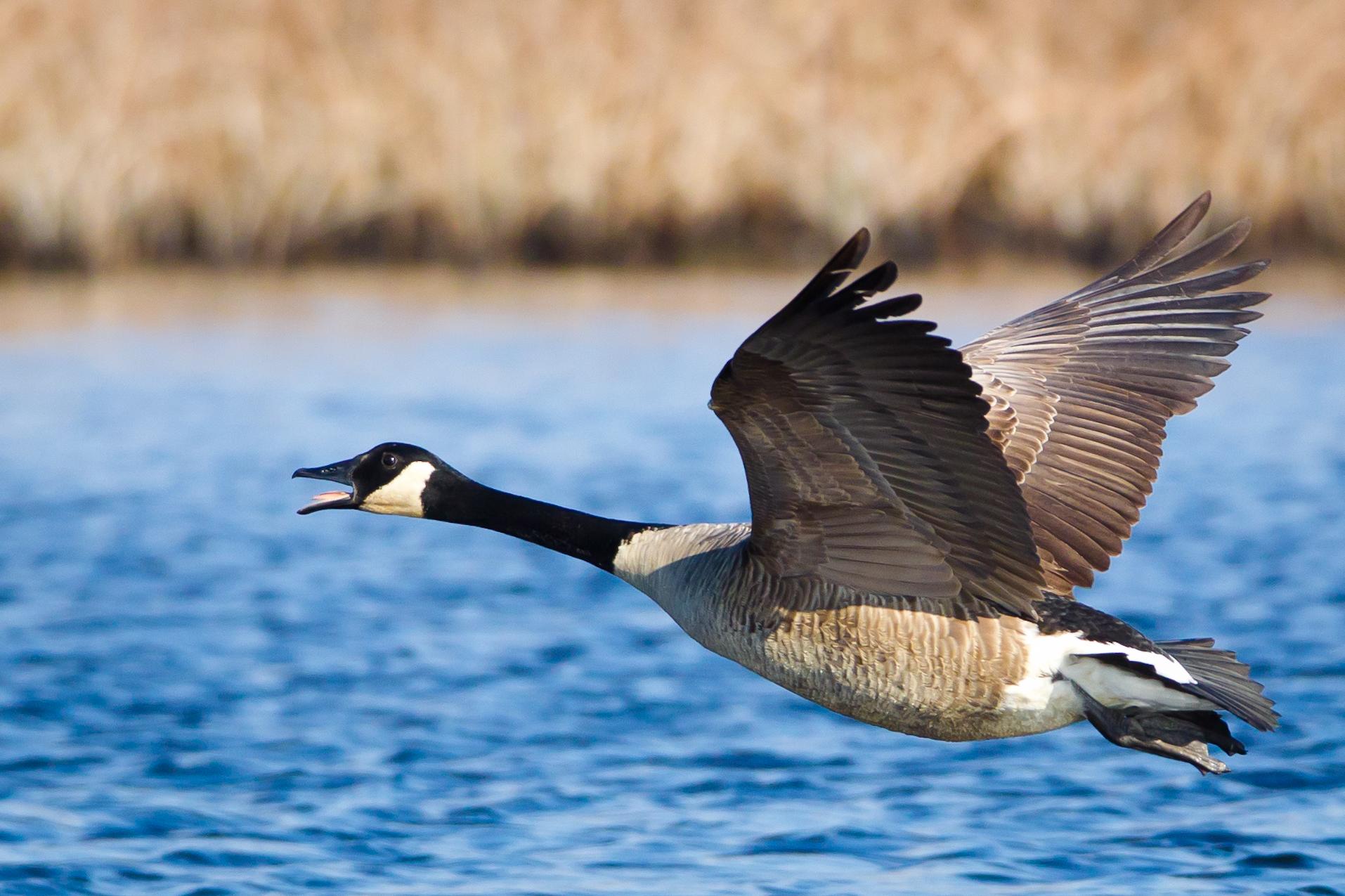 A Canada Goose flying near Oceanville, New Jersey, USA.