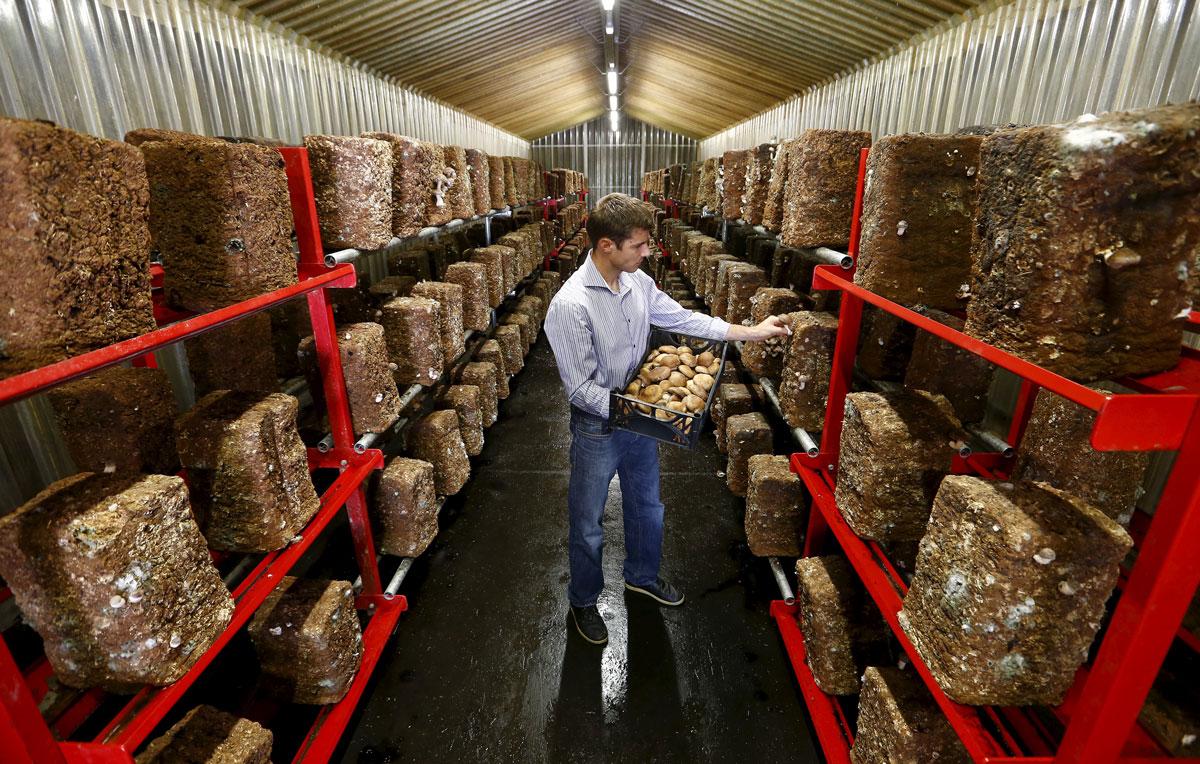 Alex Lussi of Swiss mushroom producer Gotthard-Pilze picks a shiitake mushroom inside a former ammunition bunker of the Swiss Army near the town of Erstfeld, Switzerland.