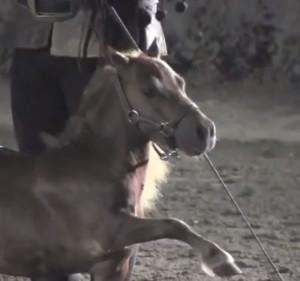 Charlie, the "world's smallest horse." (Photo: YouTube screengrab)