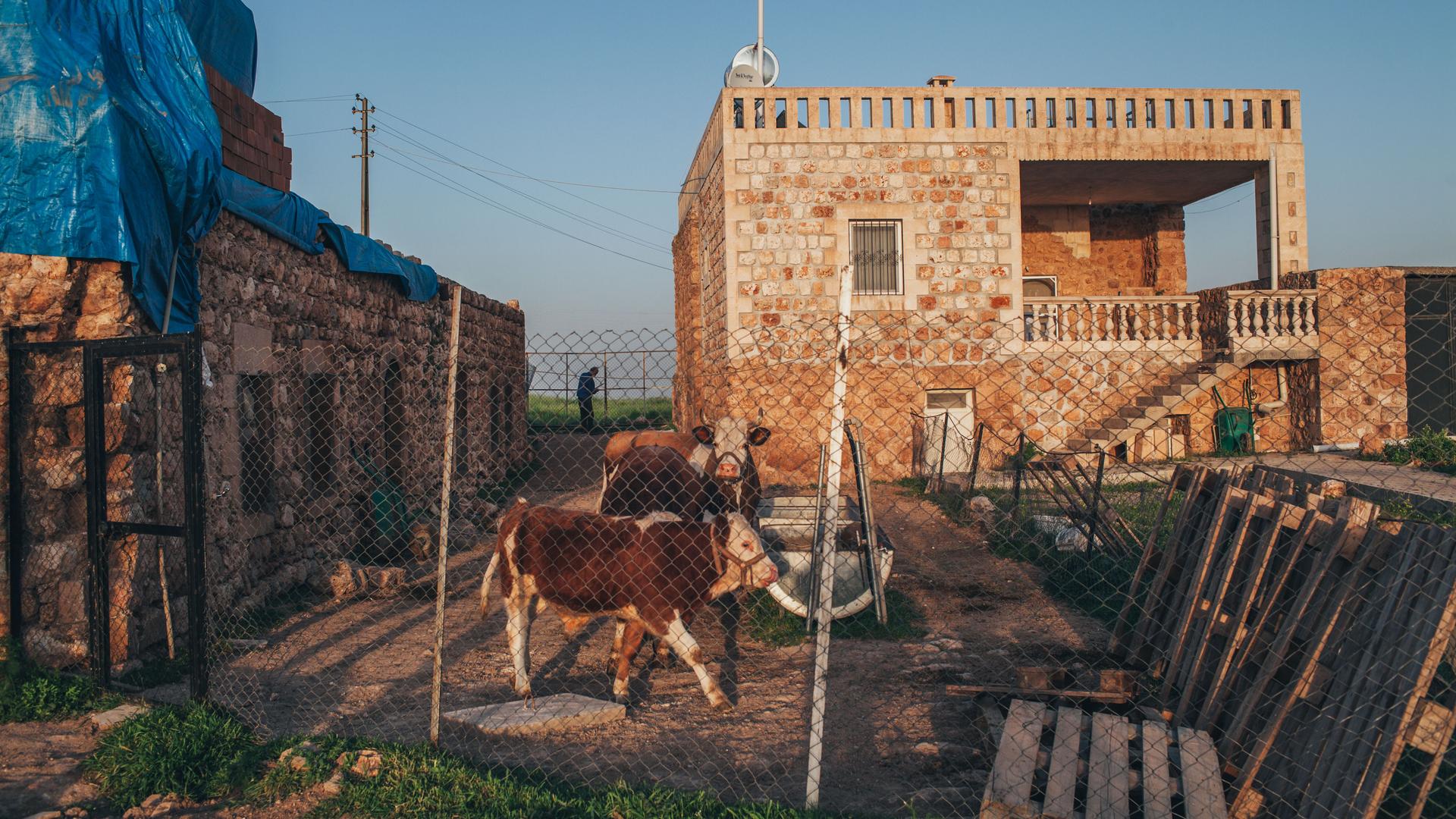 Life in Kafro is now a mix of old and new as families mix their traditional ways of life with the European ways they adopted during decades of exile.