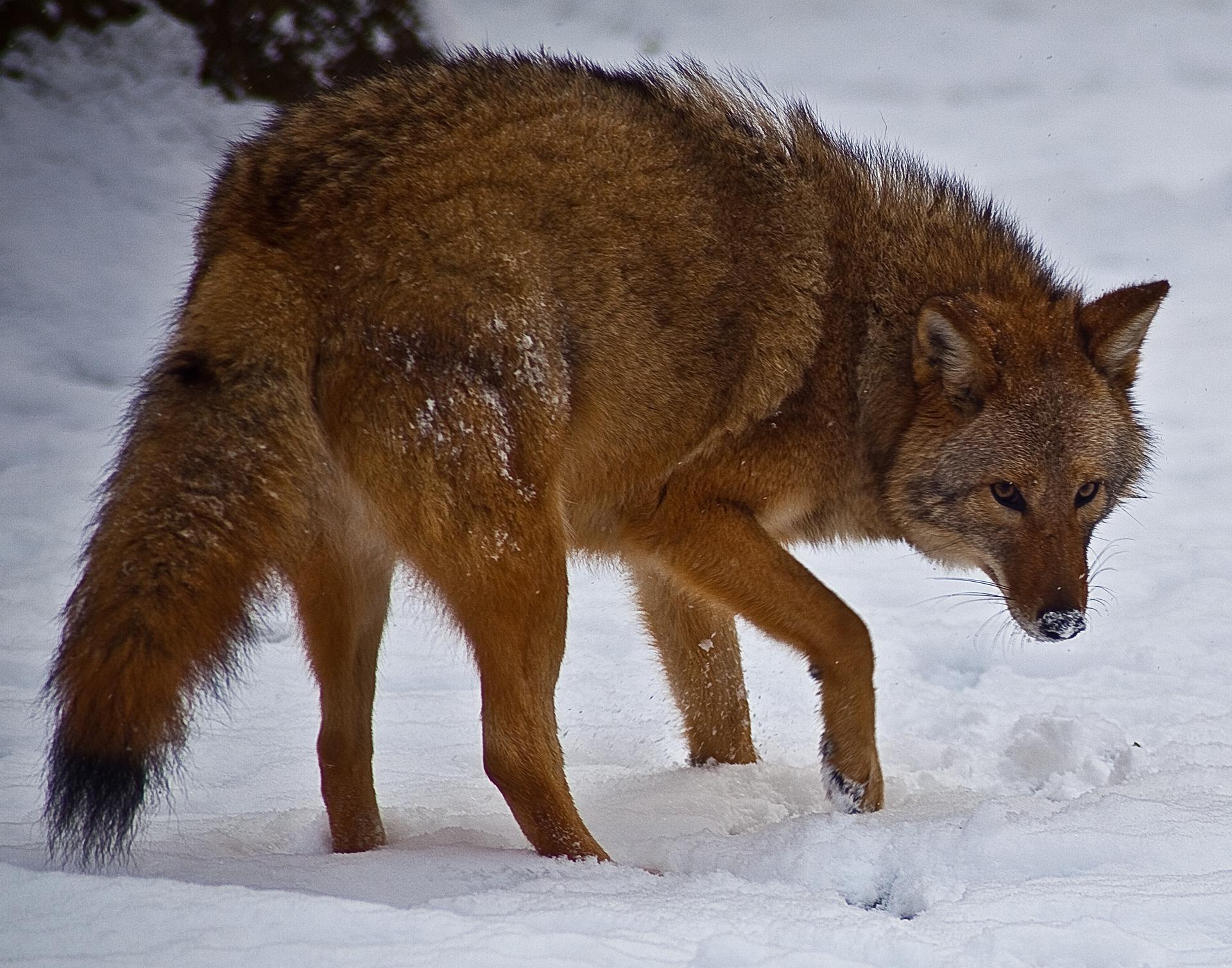 An Eastern coyote, a wold-coyote hybrid