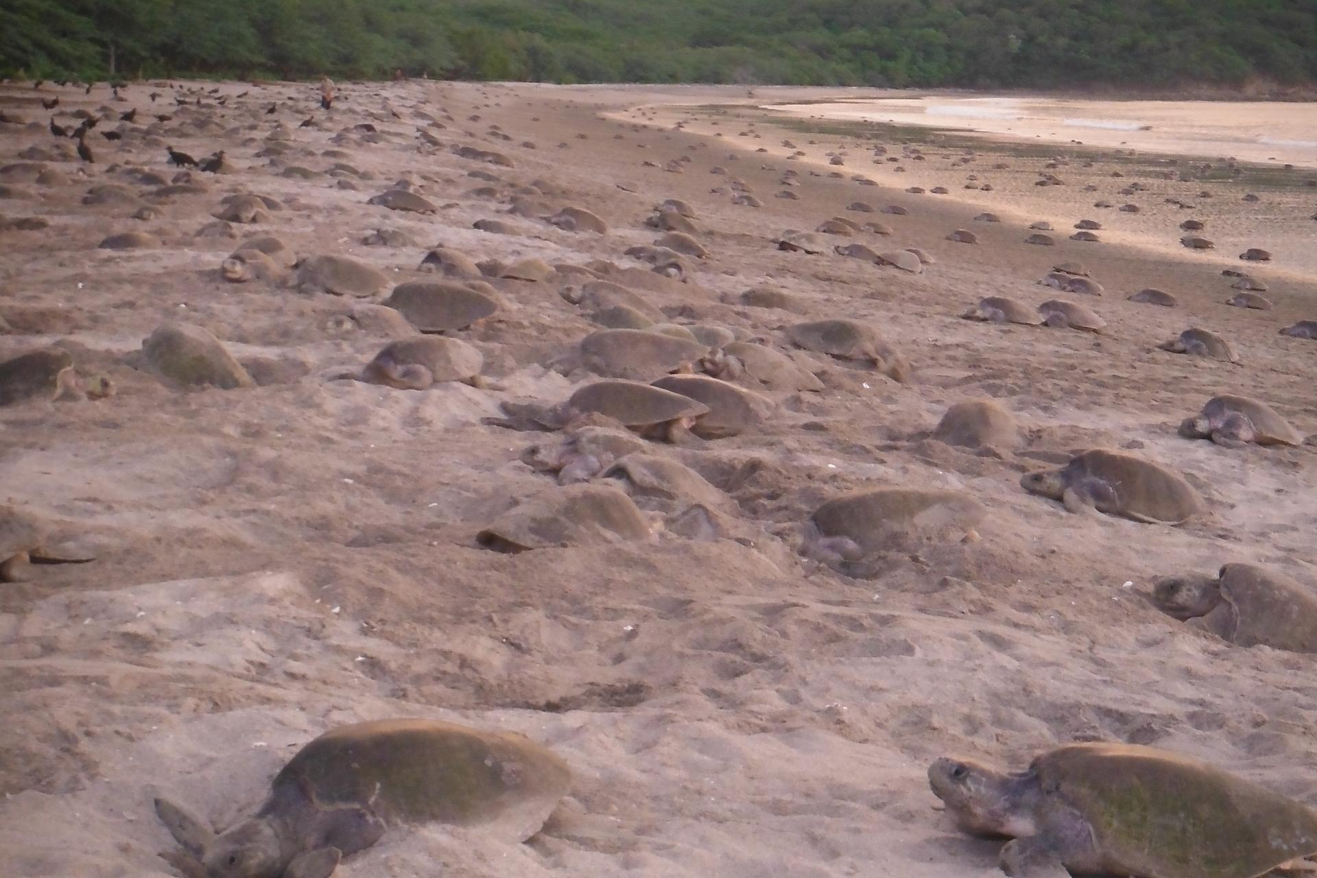 At the height of nesting seasons, hundreds of turtles can come to the beach to lay their eggs.