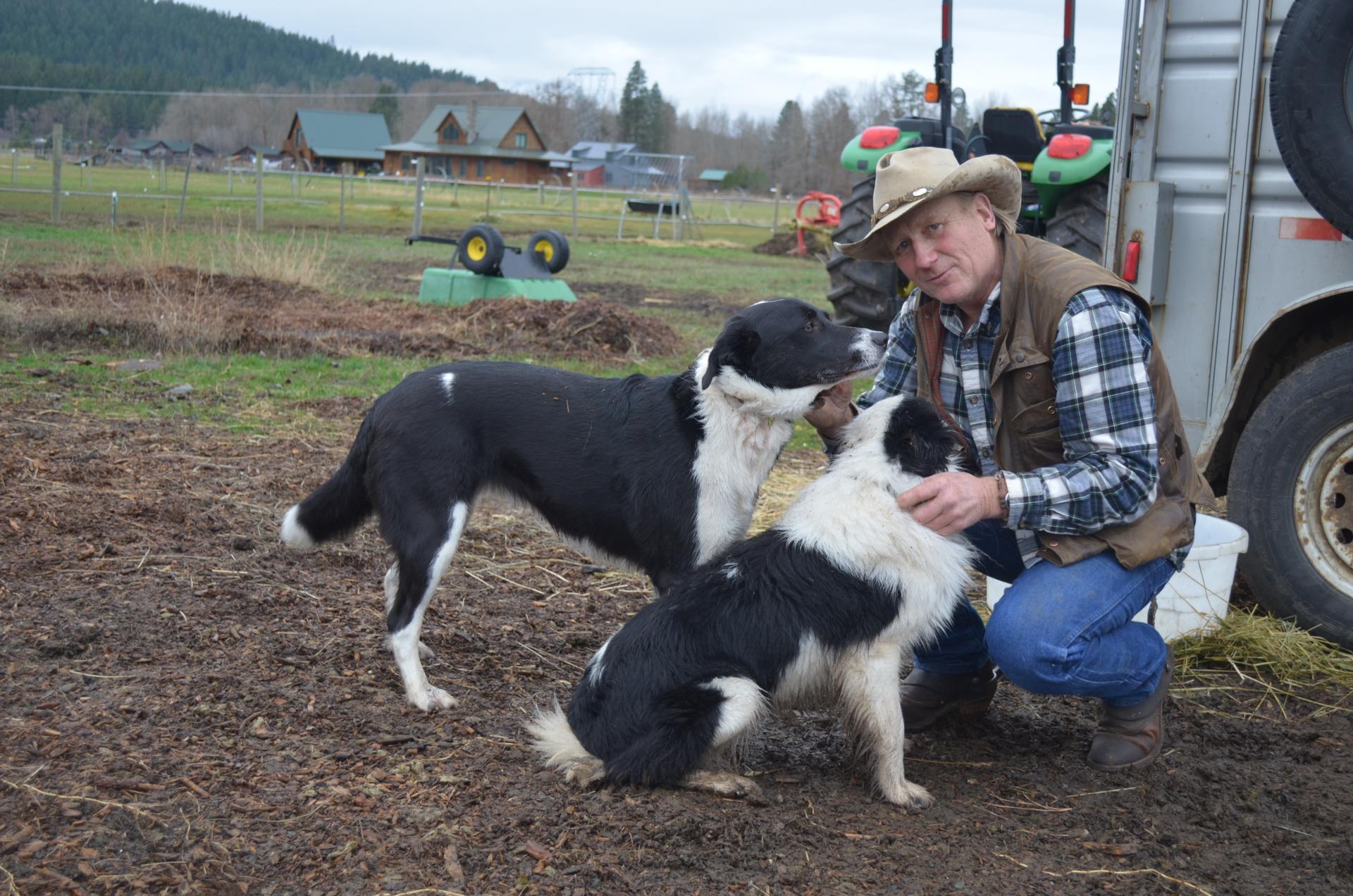 Bill Johnson raises cattle but the first animal he lost to a wolf after they returned to the region was one of his beloved border collies. When that happen, Johnson says, he wanted 