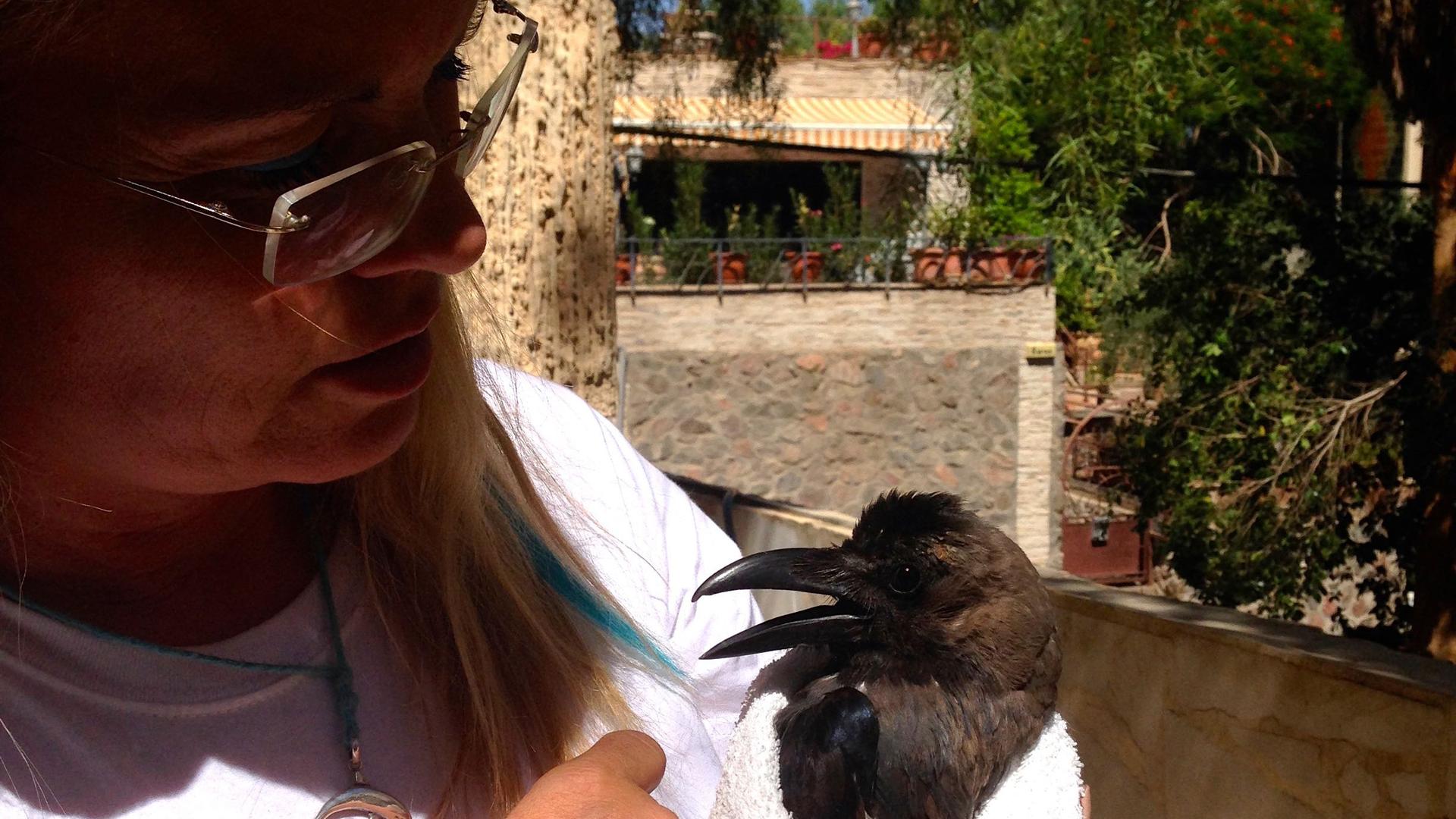 Daniela Schulenburg-Ortner, Eilat animal rights activist, holds Keanu, an injured crow she is rehabilitating in her backyard. She named it after the actor Keanu Reeves.