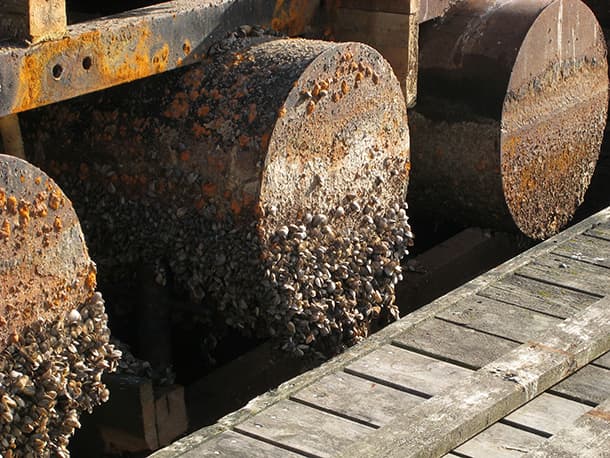 Zebra mussels