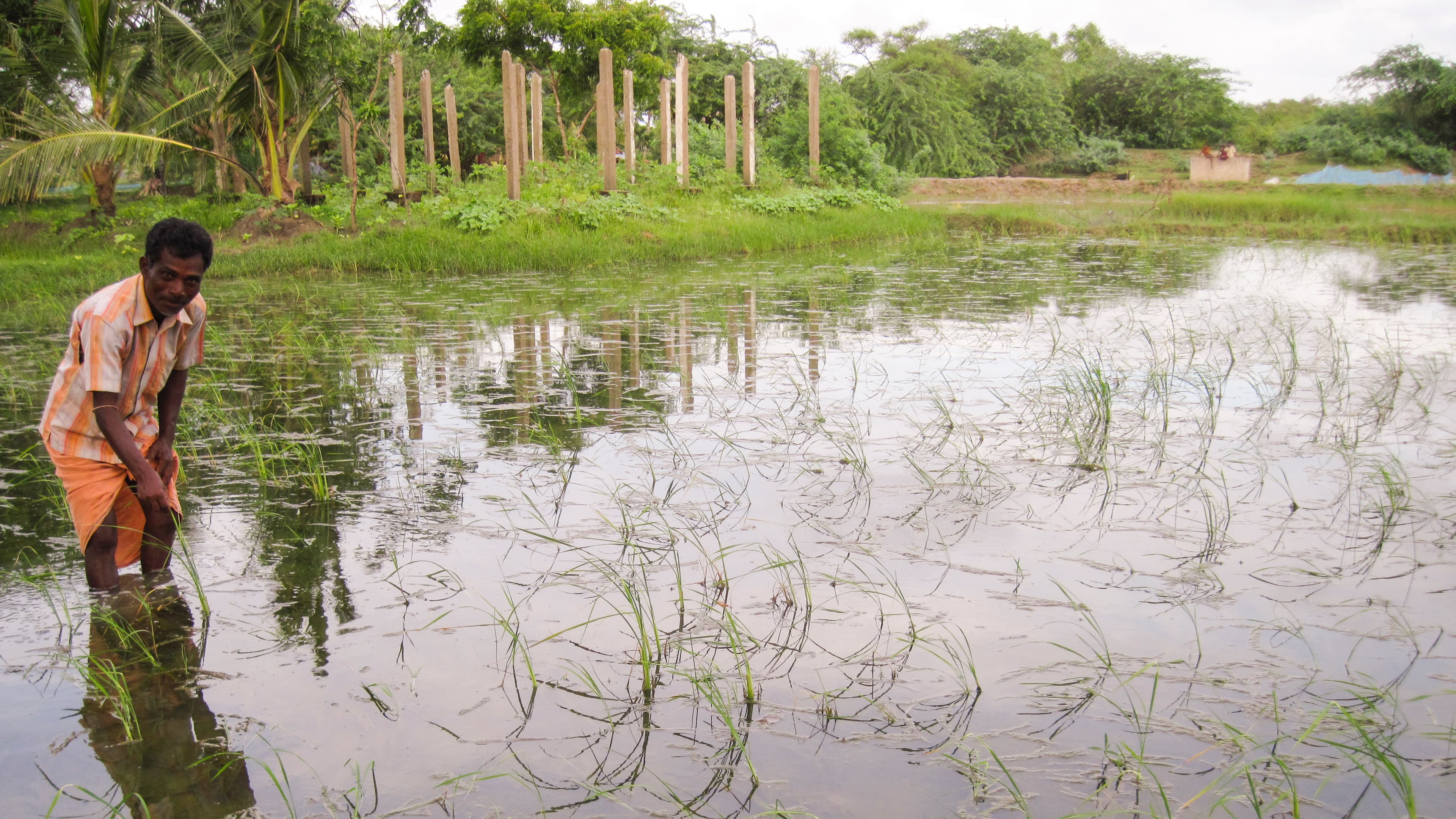 Salt-tolerant rice has helped Sundarbans farmer Bhagyadhar Pramanik maintain production after tropical storm Aila inundated his farmland with salt water.