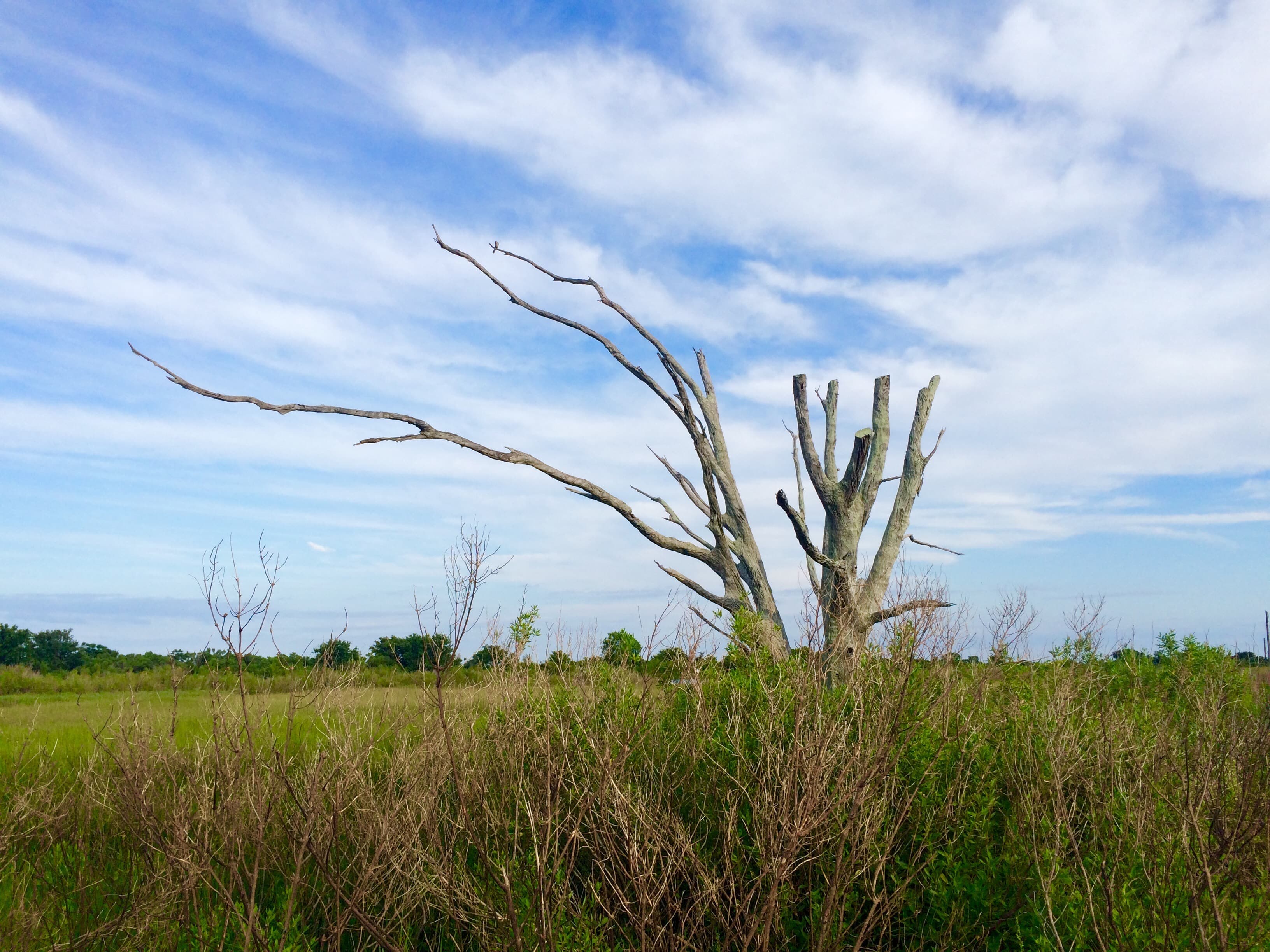 Solitary tree