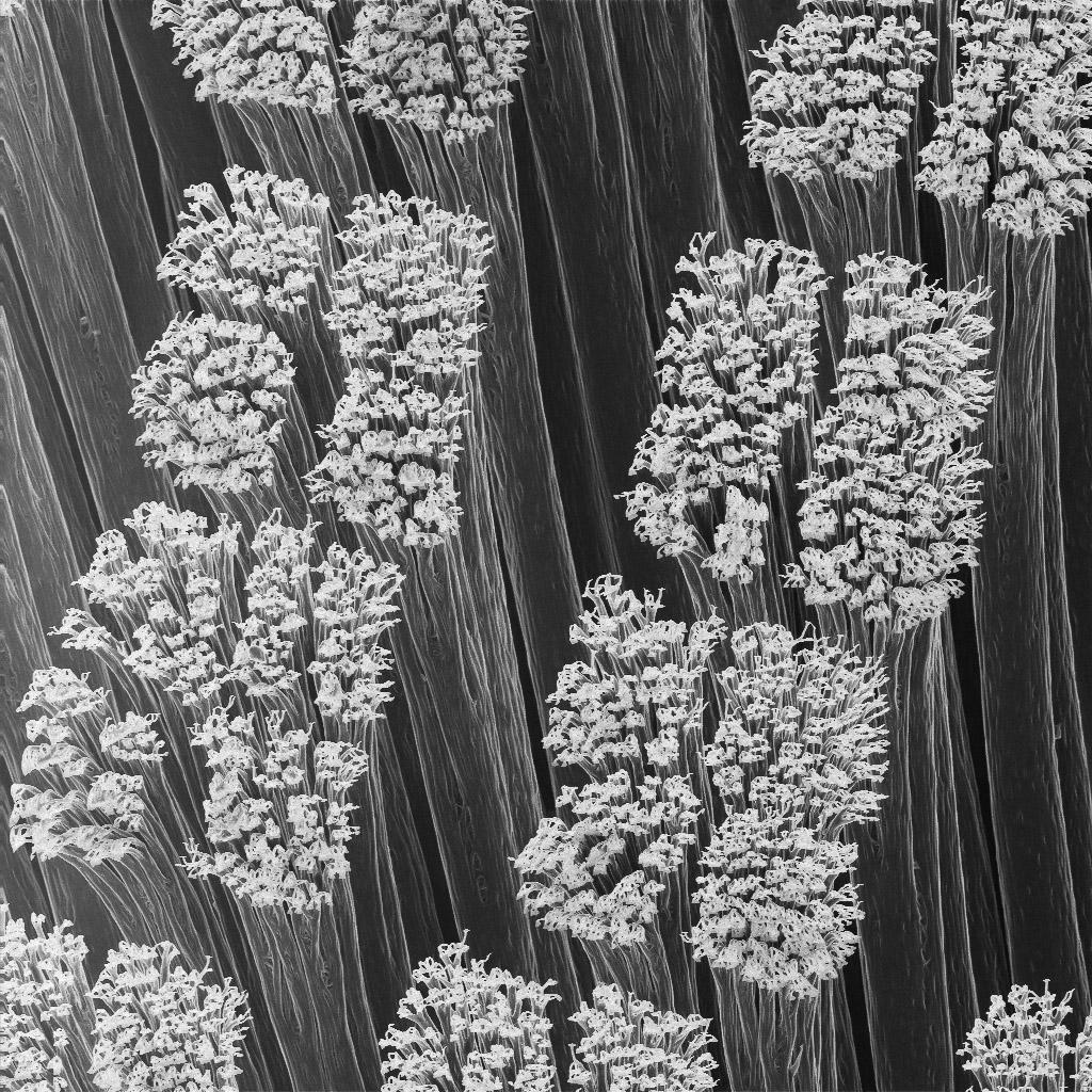 Gecko hairs. Each tip is only 200 nanometers wide.