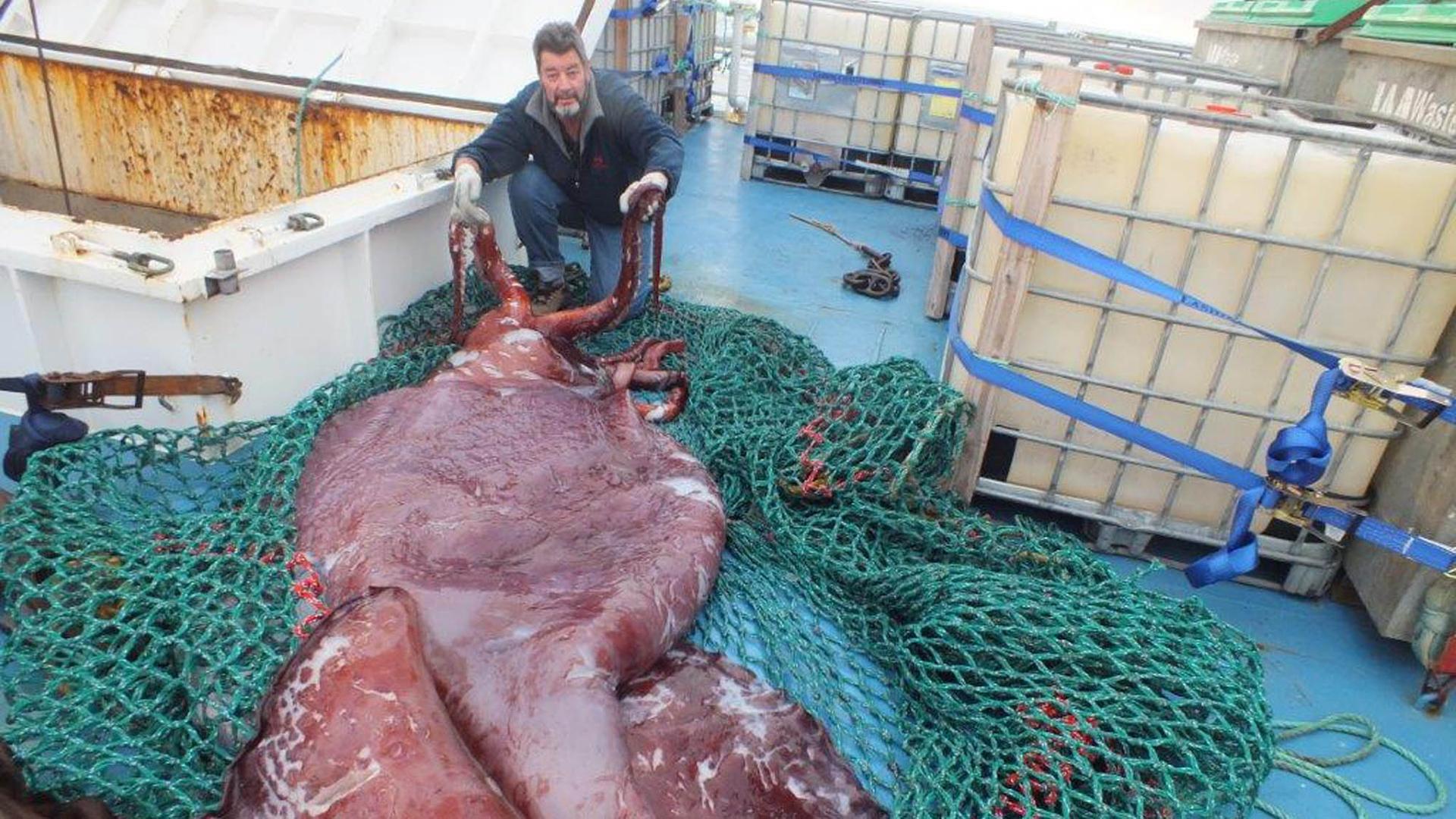 In this Dec. 2013 photo provided by a crew member of the boat San Aspring of New Zealand fishing company Sanford, Capt. John Bennett shows a colossal squid he and and his crew caught on the boat in Antarctica's remote Ross Sea. The creature was caught a m