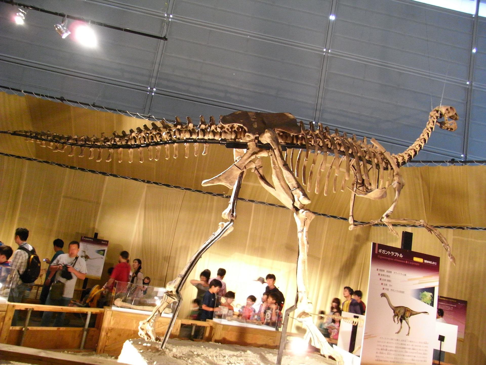 Gigantoraptor elrianensis
