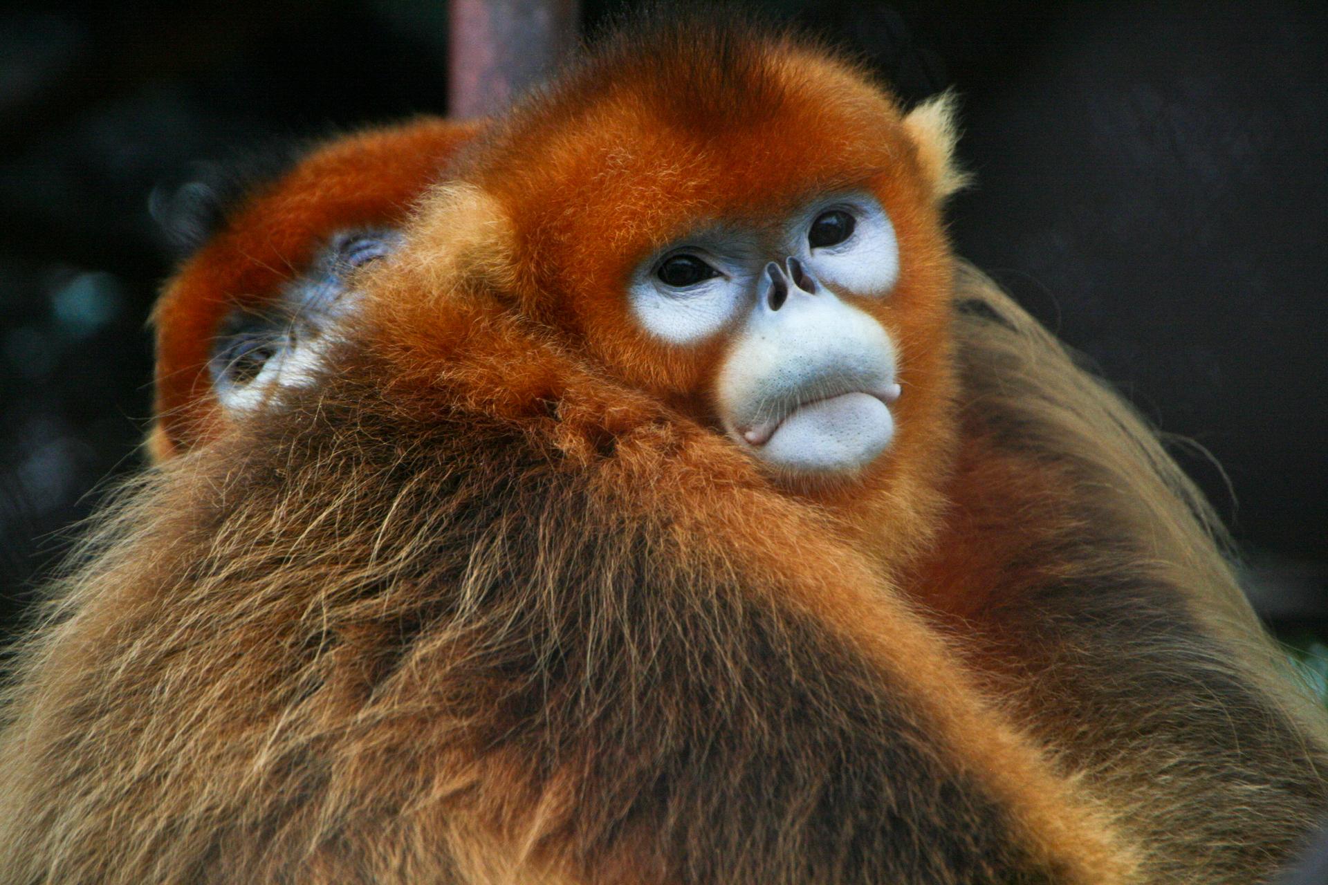 The golden snub-nosed monkey could be saved by a new law in China.
