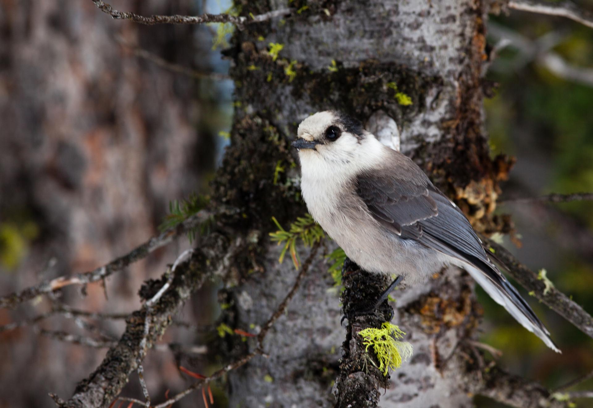 Gray Jay resting on a branch in Banff National Park along the route to Sulfur Mountain.