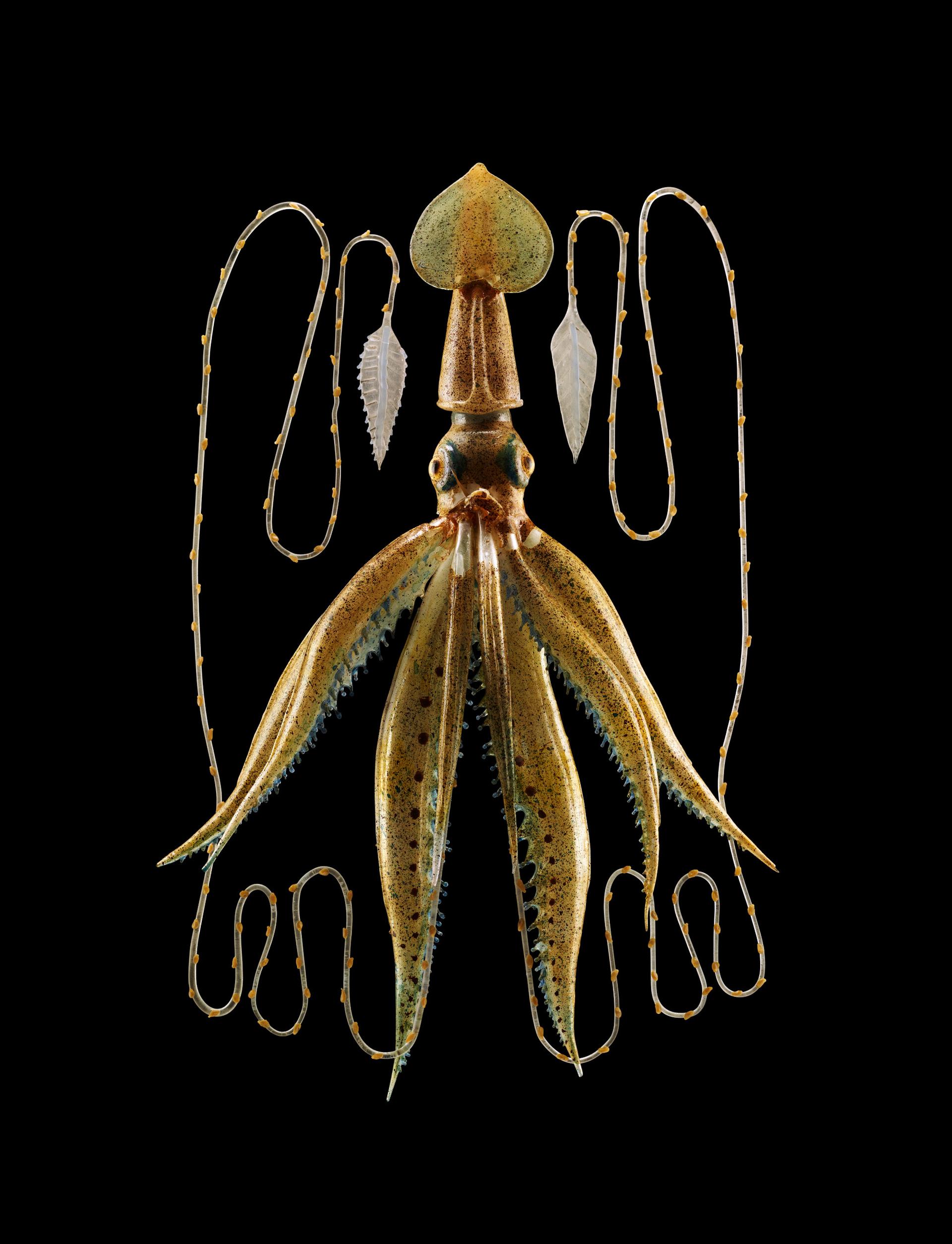 A long-armed squid