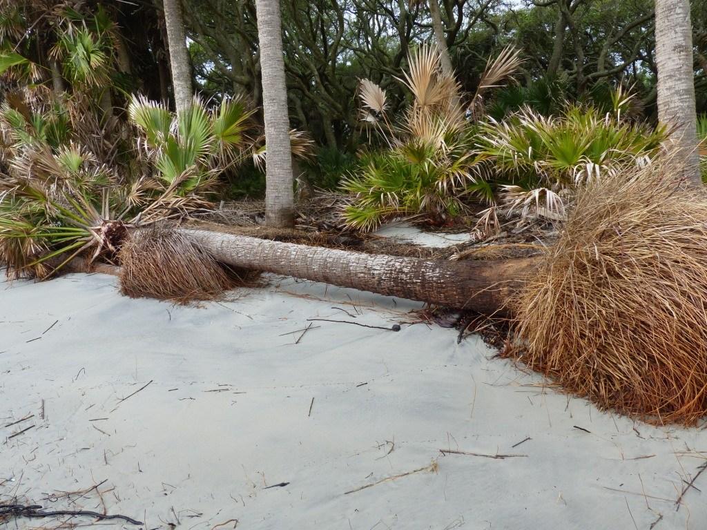 Fallen palm tree