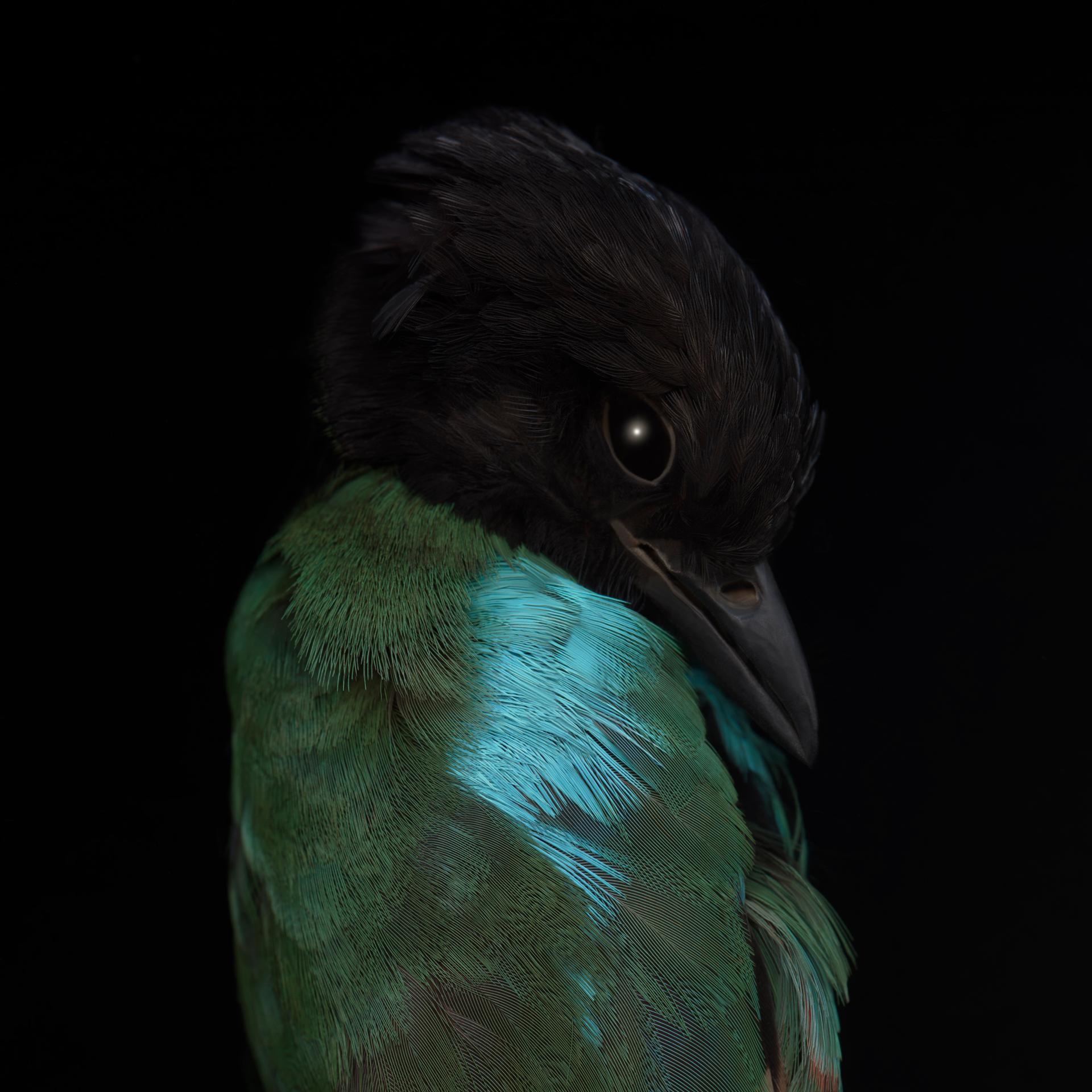 The hooded pitta