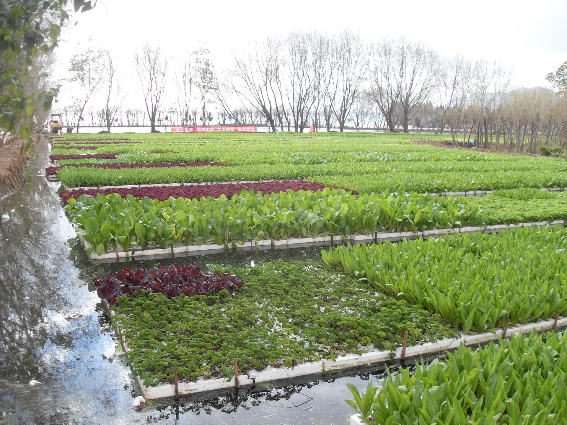 Hydroponic farm in China's Yunnan province