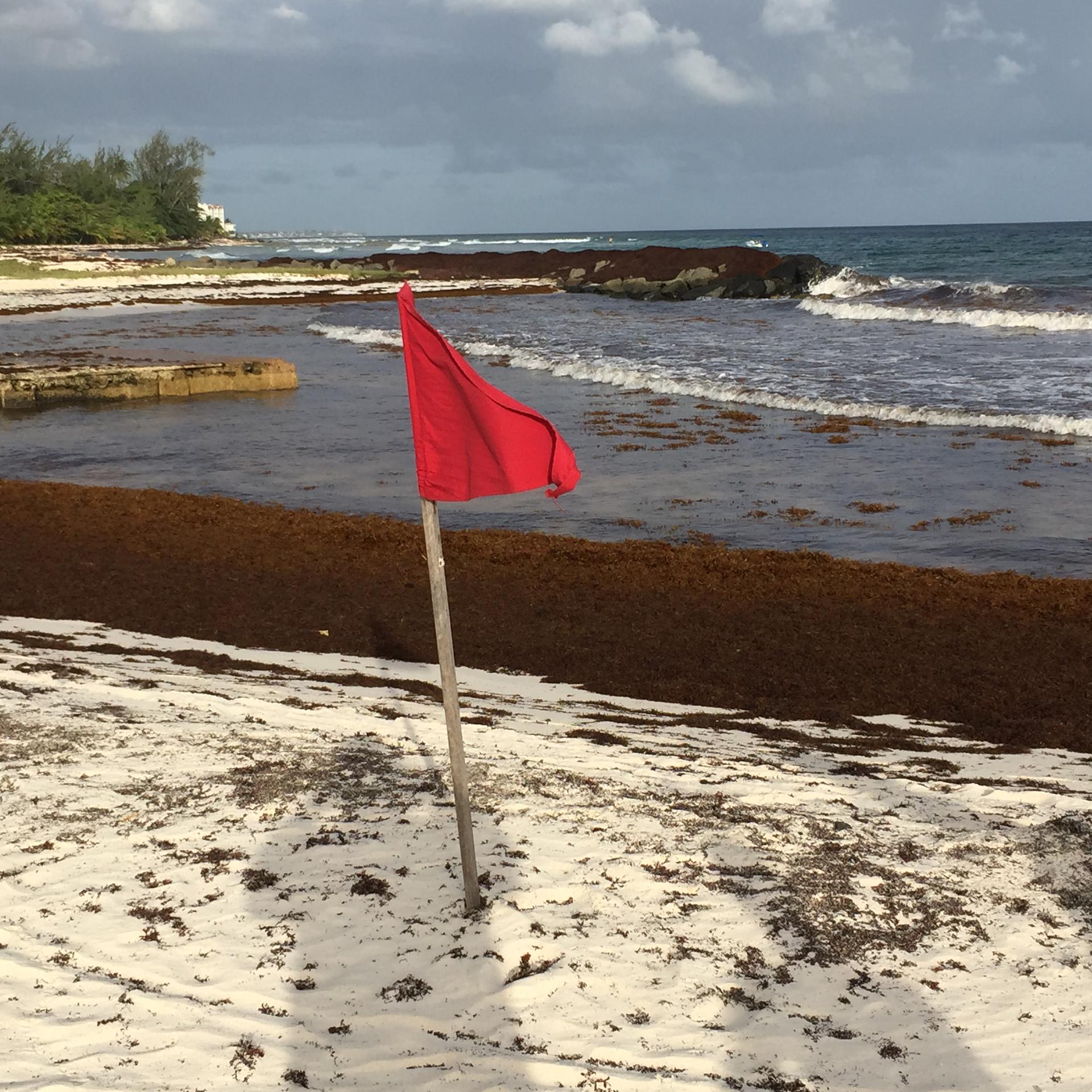 Seaweed in Barbados