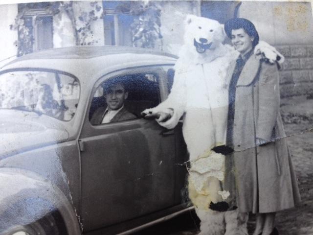 A polar bear stands next to a Volkswagon car
