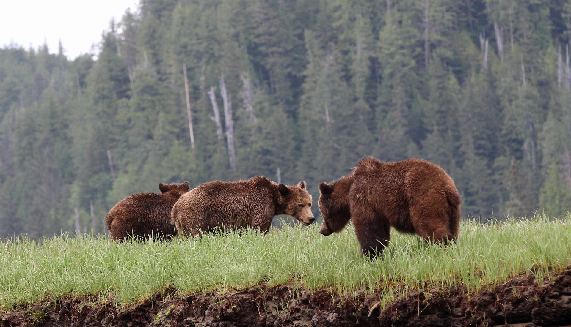 A female grizzly with her cubs on the Nekite River in the Great Bear Rainforest.