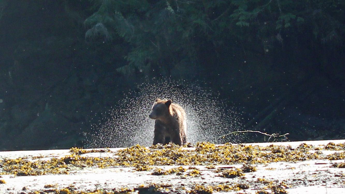 A grizzly cub on the shore of the Nekite River.