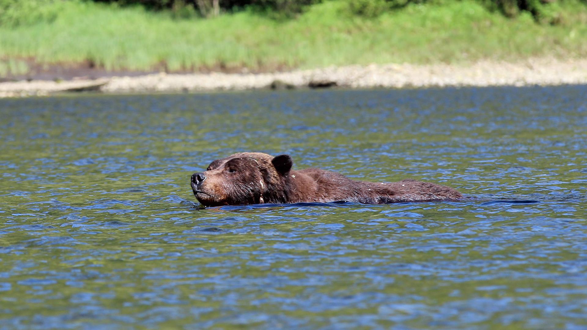 A grizzly local guides call Bo Diddley swimming across the estuary in pursuit of a female bear.