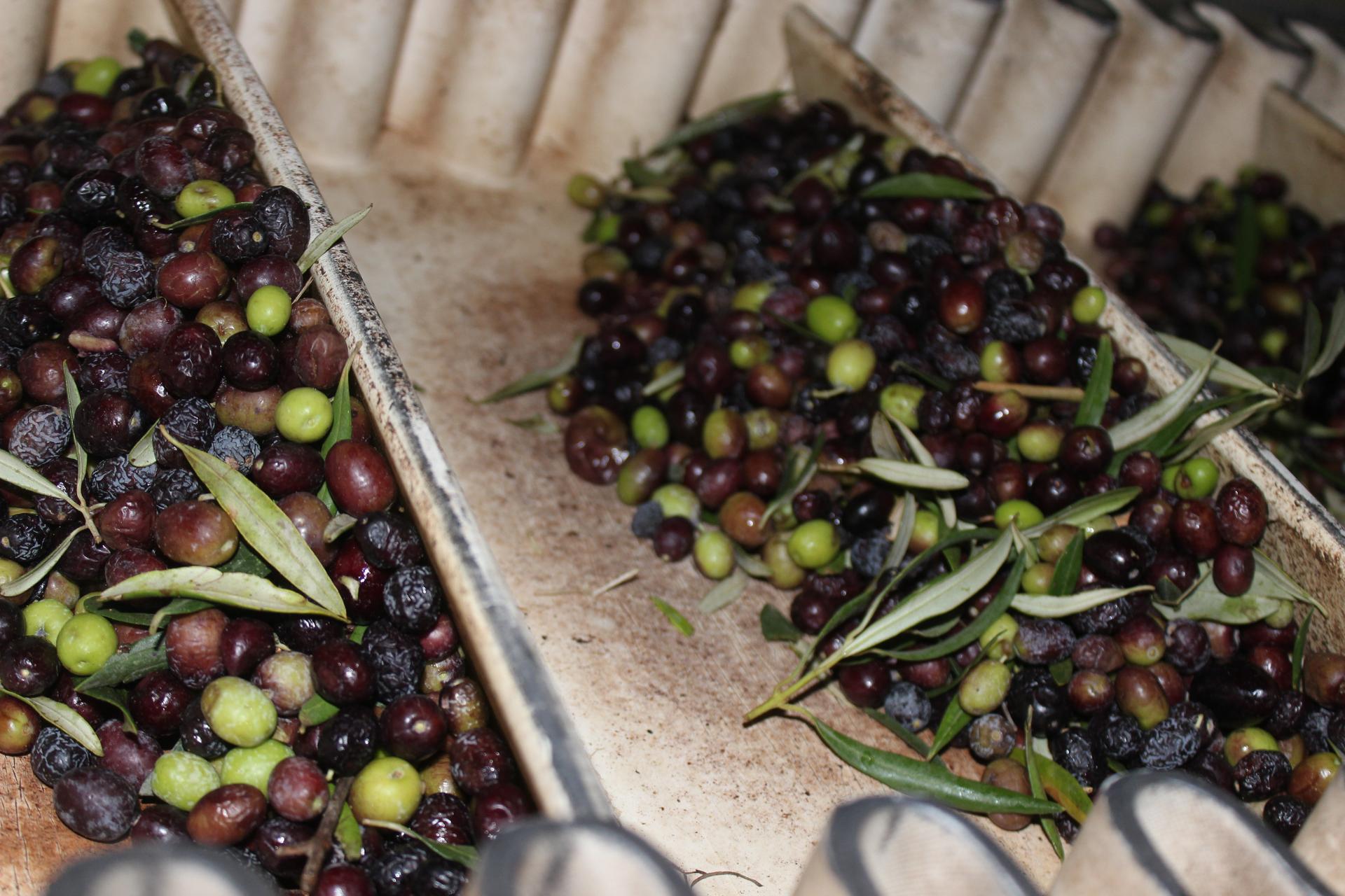 Olives awaiting processing