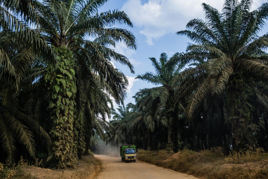 Dump trucks transporting clusters of oil-palm fruits ply the dirt roads inside the Asiatic Persada concession on Sumatra around the clock.