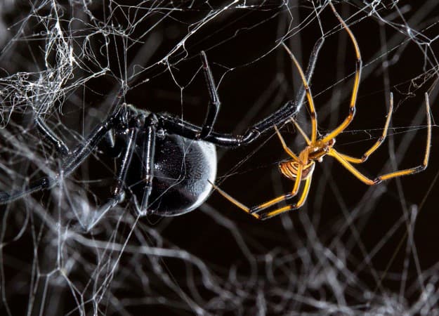 A pair of black widows (Latrodectus hesperus). Photo by Sean McCann