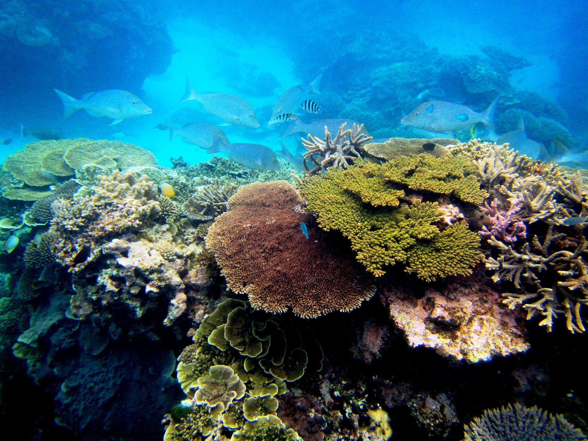 Corals in Lady Elliot Island Reef