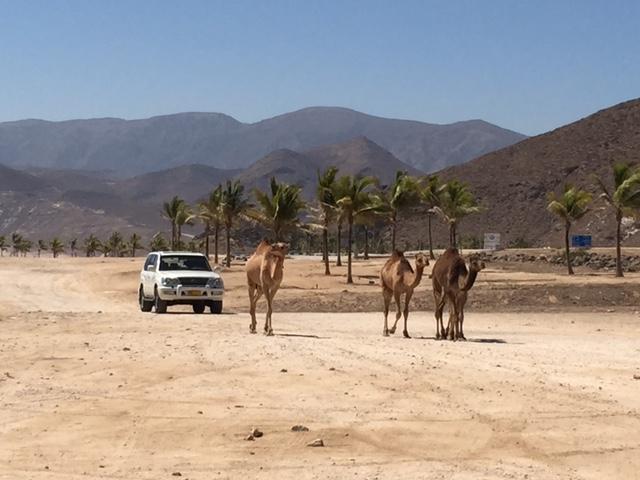 A Bedouin herding camels by car.
