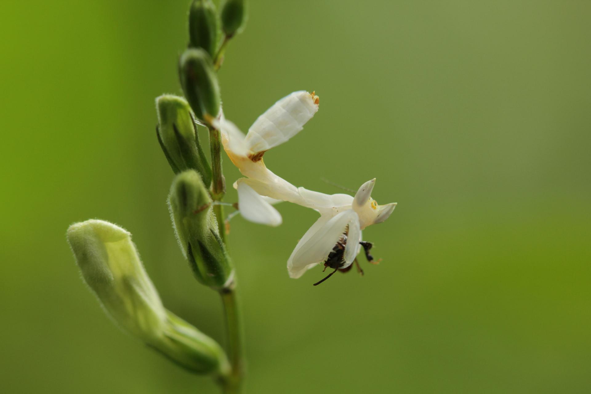 female juvenile orchid mantis