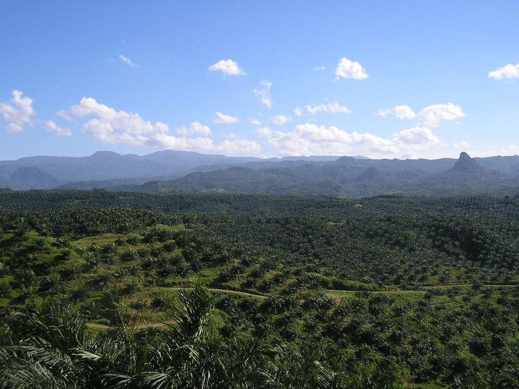 Oil palm planatations