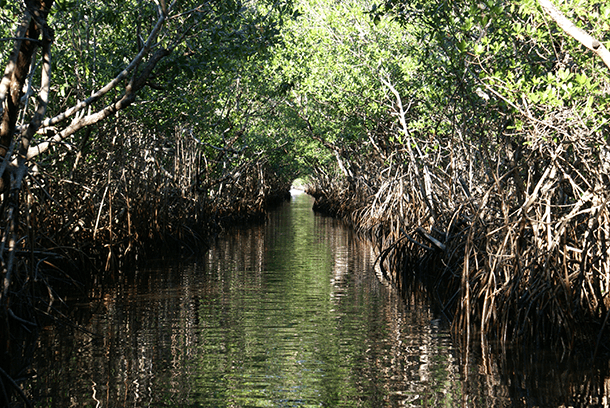 Sea-level rise is a major threat to coastal parks including Everglades National Park (Photo: Erik Salard, Flickr CC BY-SA 2.0)