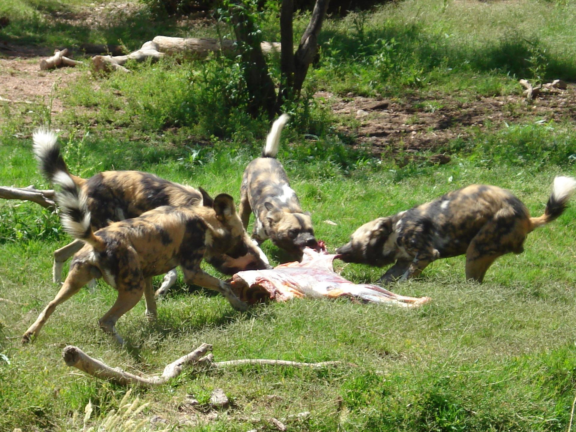 Painted dogs tearing apart a carcass. Behavioral enrichment is about giving animals in zoos opportunities that bring out natural behaviors, says Hilda Tresz.