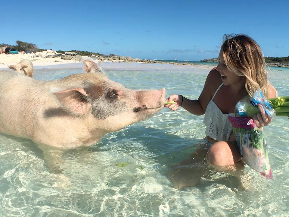 A tourist feeds a pig in Exuma, the Bahamas.
