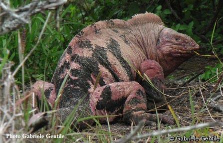 Conolophus marthae, the Galapagos pink land iguana.