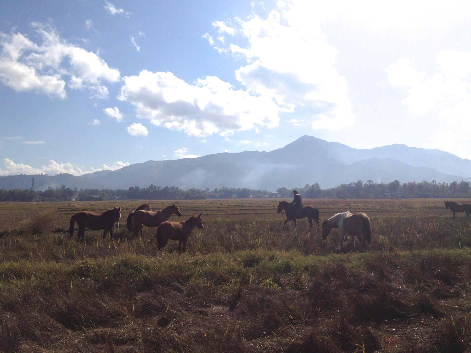 Manipuri ponies grazing. The state of Manipur has pledge to create a sanctuary for the ancient breed whose numbers are dwindling.