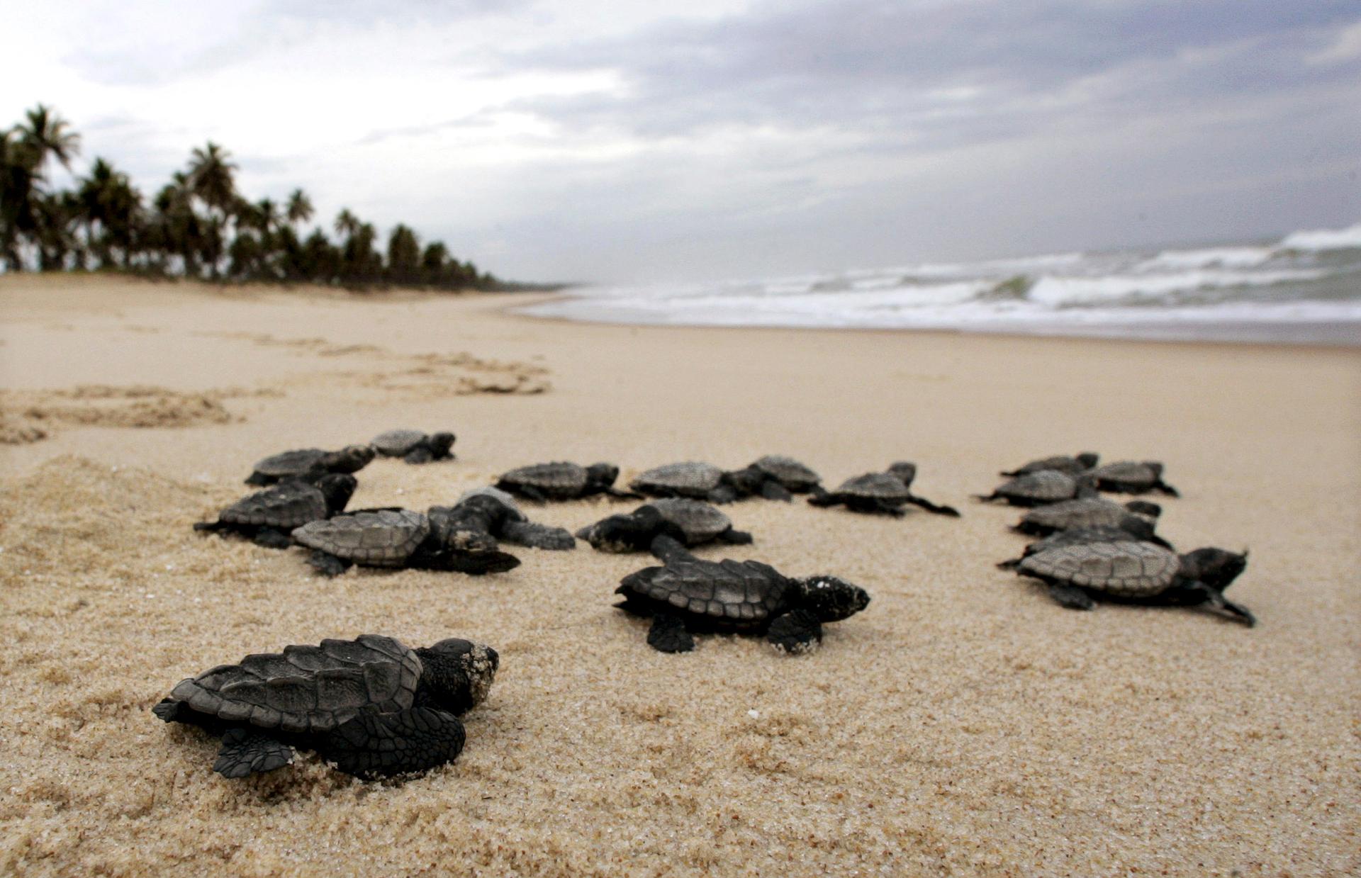 New born sea turtles make their way across a beach to the ocean.