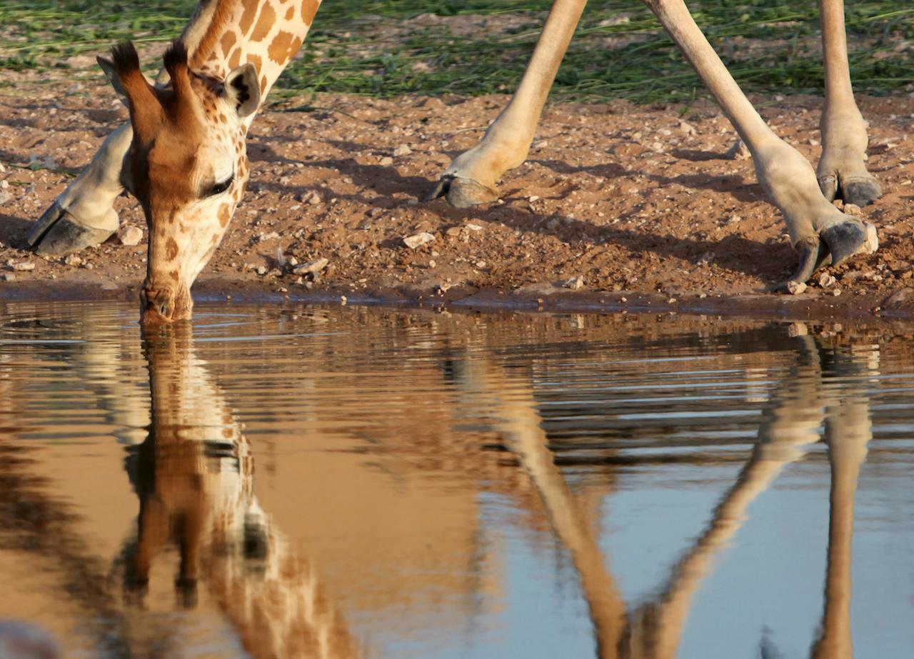 giraffe UAE