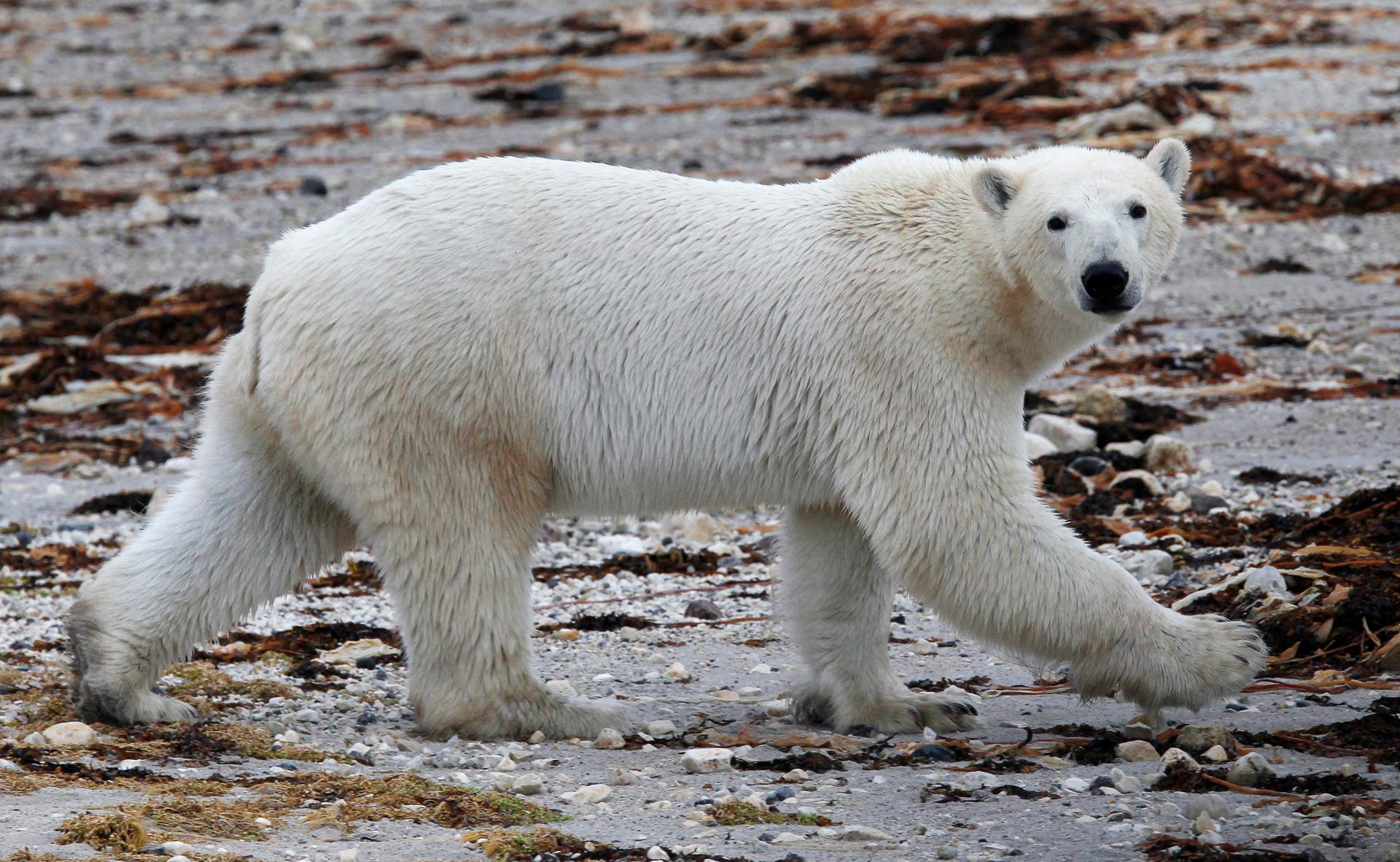A polar bear walks along the shore of Hudson Bay, Canada