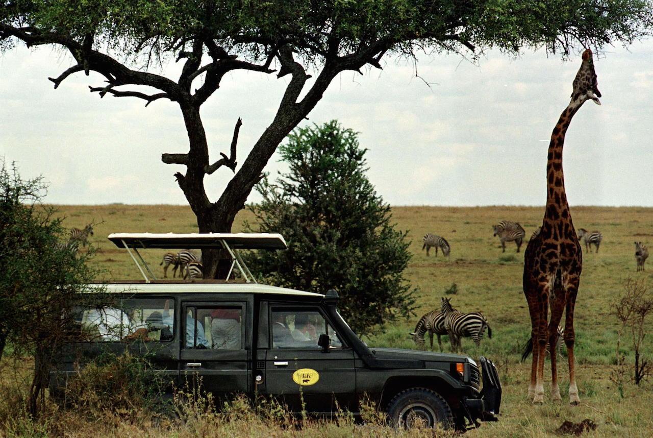 giraffe serengeti
