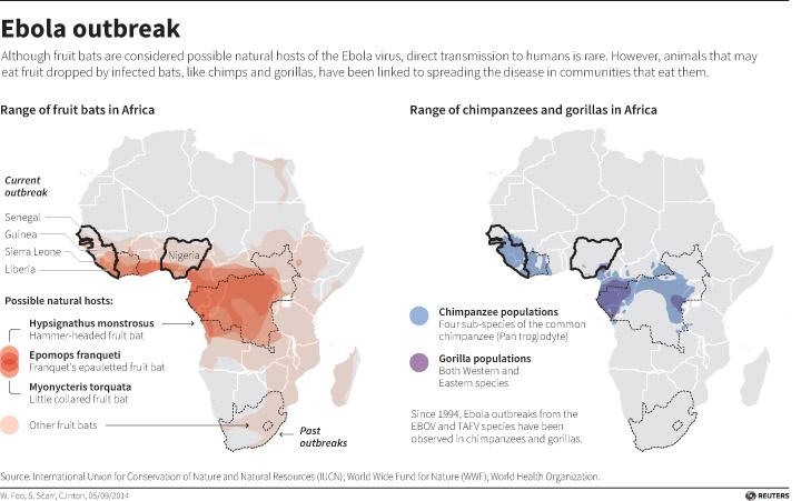 Map showing the range of fruit bats, chimps, and gorillas in Africa, all linked to spreading the Ebola virus in communities that eat them