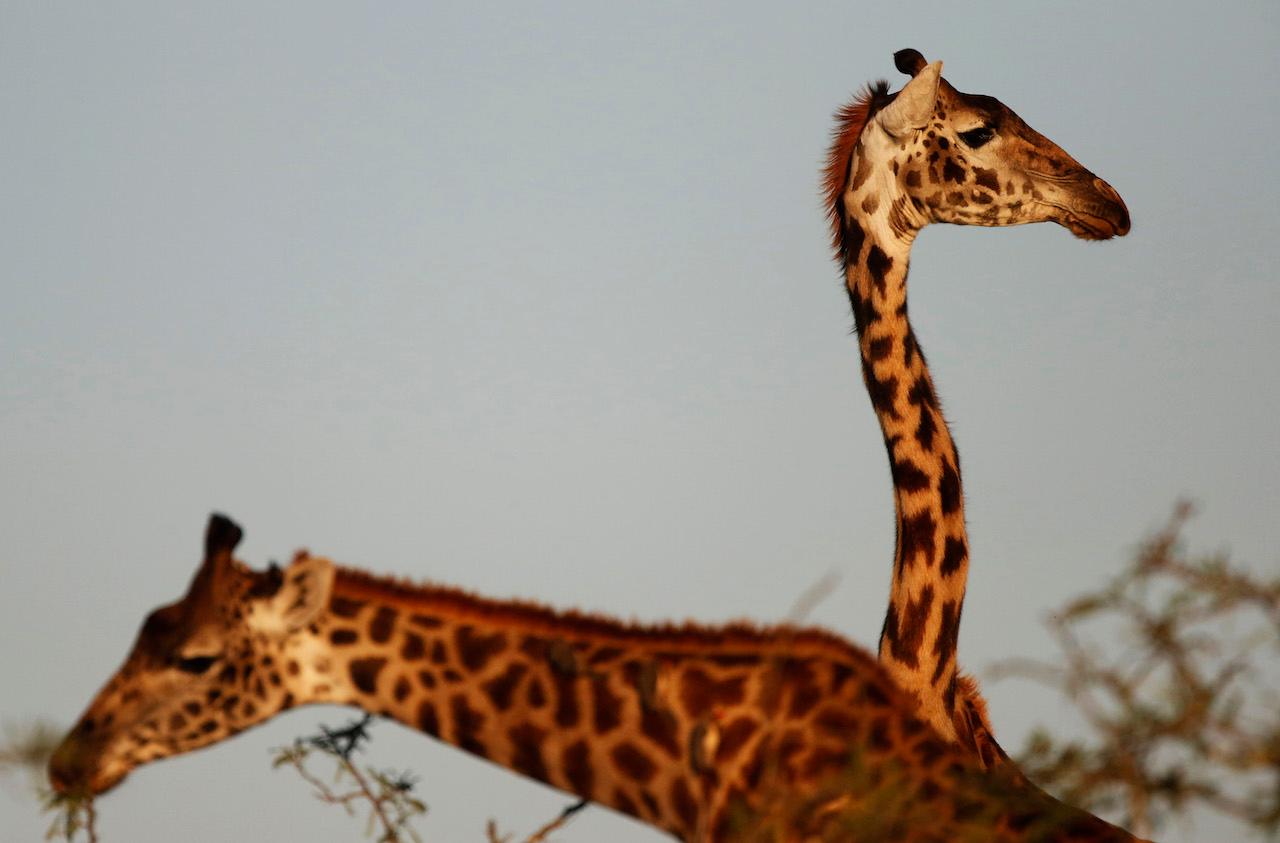 giraffes Naboisho Kenya