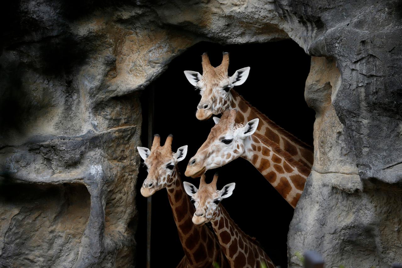 giraffes Australia