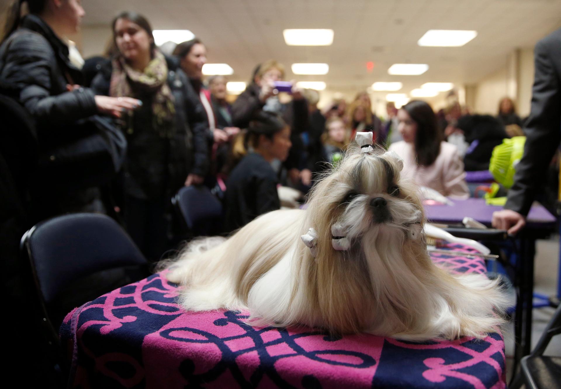 Rocket, a Shih Tzu and winner of the Toy Group, sits before the 