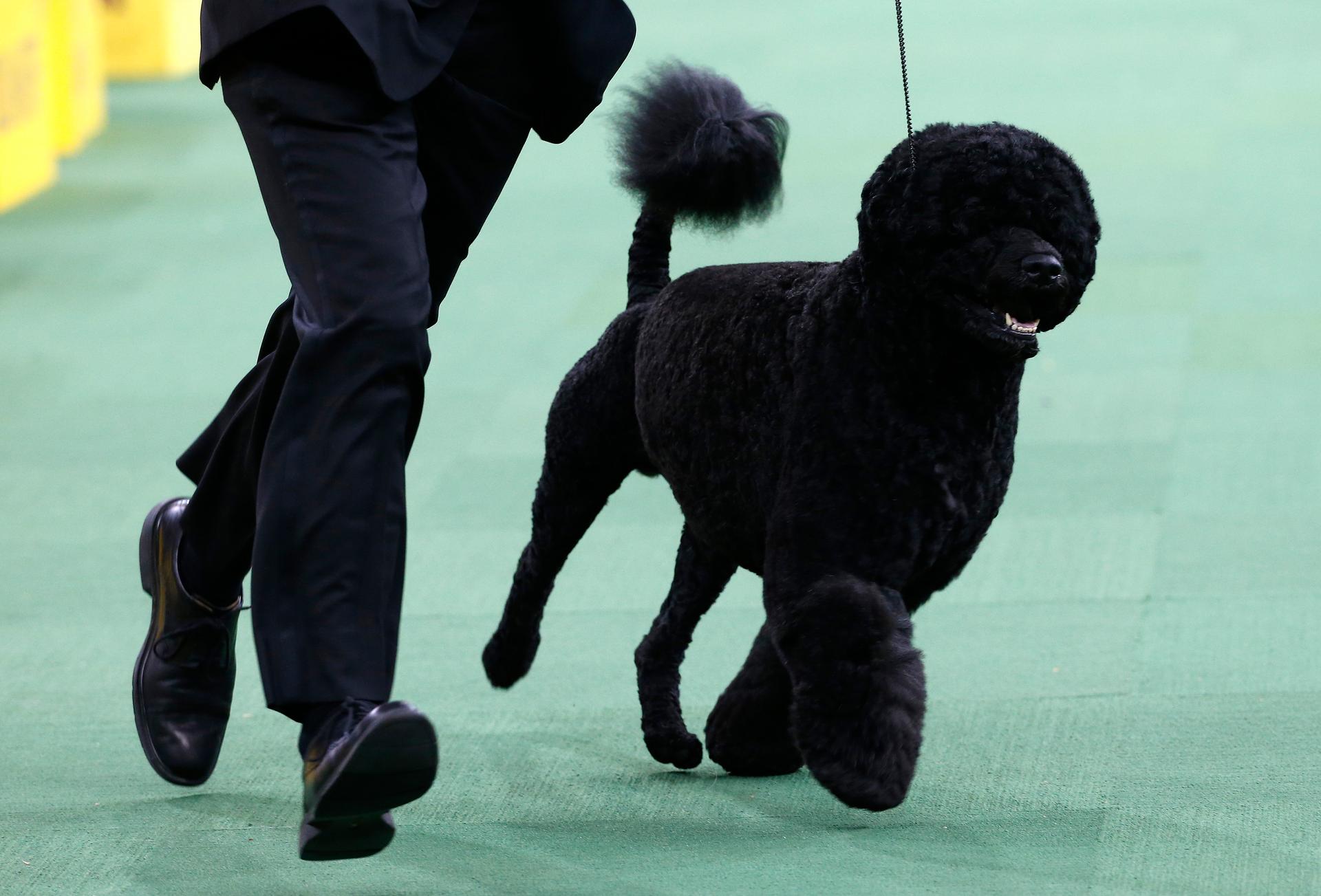 Portugese Water Dog Matisse, winner of the Working Group, is run by handler Michael Scott during competition at the 139th Westminster Kennel Club Dog Show, at Madison Square Garden in the Manhattan borough of New York, February 17, 2015.